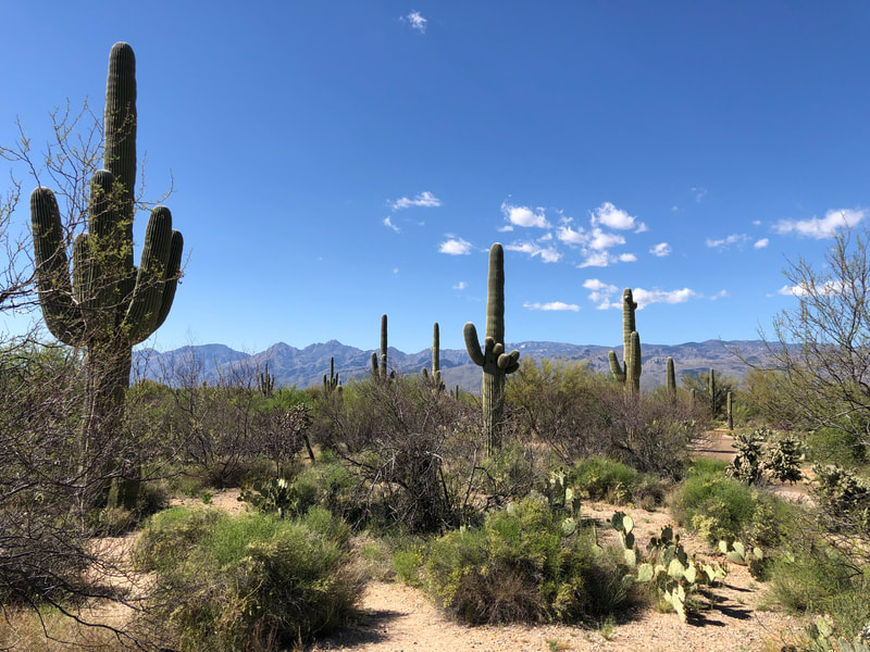 Image of cacti in Saguaro National Park, Arizona